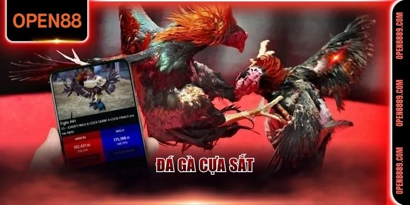 Tham gia đá gà cựa sắt đầy kịch tính tại nền tảng